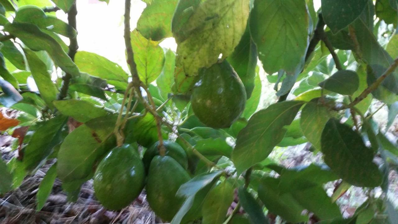 Vv - Casa Clary -Finca Medina Alojera Eksteriør billede